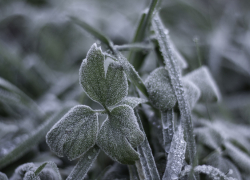 В Воронежской области объявили штормовое предупреждение из-за заморозков