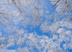 В Воронежской области ожидается морозная и снежная рабочая неделя