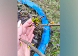 В Таловском районе накануне Крещения распустилась сирень