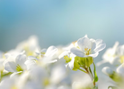 В Гидрометцентре рассказал о погоде в мае в Воронежской области