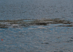 В Панинском районе 4-летняя девочка утонула в пруду из-за пьяных родителей 