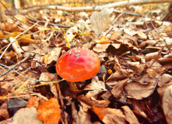 В Воронежской области зафиксировали пять случаев отравления грибами 