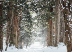 Гидрометцентр пообещал воронежцам комфортную погоду в новогоднюю ночь