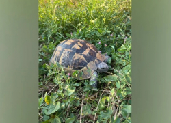 В воронежском селе обнаружили средиземноморскую черепаху