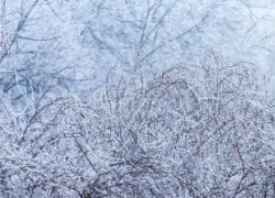 В Воронежской области ожидаются туман и погодные качели
