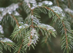 В Роспотребнадзоре Воронежской области дали совет, как выбрать елку
