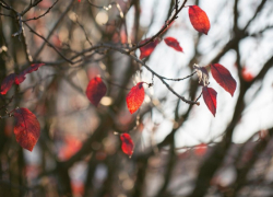 В Воронежской области энергетики перешли на усиленный режим работы из-за сильного ветра