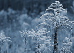 Синоптики рассказали, когда в Воронежскую область придёт зима