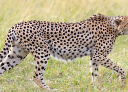 Опубликован список животных, которые запрещены для домашнего содержания жителям Воронежской области