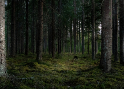В Воронежской области высадят более 1,4 га леса