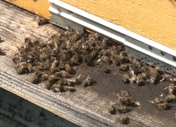 Таловский пасечник доказал возможную причастность института им. Докучаева к гибели пчёл