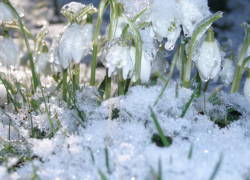 Конец января в Воронежской области будет тёплым и дождливым