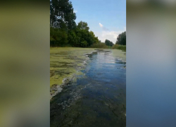 В Таловском районе заросла река Чигла