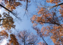 В ноябре в Воронежскую область придёт неожиданное потепление