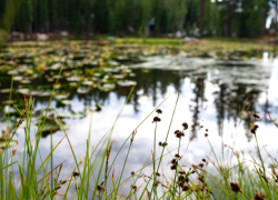 В Воронежской области нашли самые грязные водоёмы