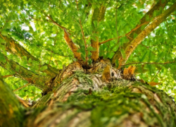 В Аннинском районе турбаза попала под суд за упавший на машину дуб