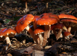 В лесах Воронежской области начался грибной бум