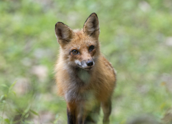В Воронежской области обнаружили бешеную белку и кабана
