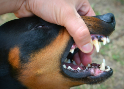 В Воронежской области в 2025 году от бешенства погибли 33 животных 