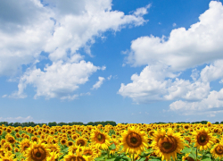 В Воронежской области ожидается 31-градусная жара и грозы