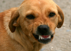 Жалобы жителей бобровского села Хреновое на агрессивных собак привели к уголовному делу