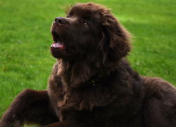 Жители Воронежской области с нарушениями зрения смогут получить выплату на содержание собак-поводырей
