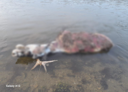 В Воронежской области загадочно появилась и исчезла туша лося