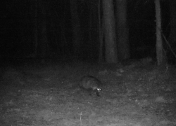 В Воронежском заповеднике из-за оттепели проснулась енотовидная собака