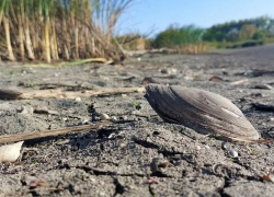 В панинском селе неизвестные уничтожили водоём