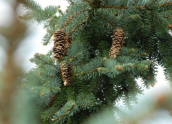 Жителей Таловского района попросили подарить райцентру новогоднюю ель