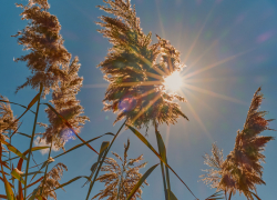 В Воронежской области ввели оранжевый уровень опасности из-за аномальной жары
