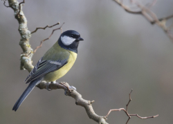 Жителей Воронежской области пригласили поучаствовать в акции «Покормите птиц!»
