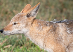 Жителей Воронежской области предупредили о распространении шакалов