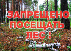 В Воронежской области нельзя посещать леса в сентябре