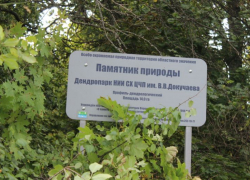 В Таловском районе очистят дендропарк имени В. В. Докучаева