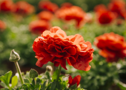 Синоптики рассказали о погоде на 9 Мая