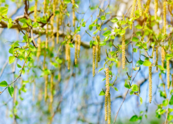 В Воронежской области зафиксировали высокую активность пыльцы