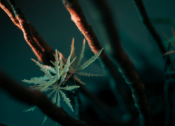 В Воронежской области ужесточат наказание за рекламу наркотиков