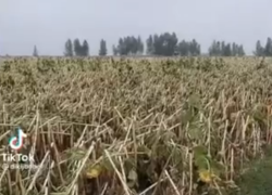 Поле побитых подсолнухов сняли на видео в Эртильском районе
