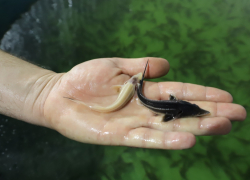 В бобровский Битюг выпустили около 40 тысяч мальков рыб