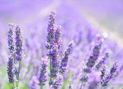 Метеорологи дали прогноз на лето в Воронежской области