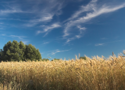 В Воронежской области объявили штормовое предупреждение из-за сильной жары