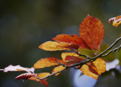 Воронежские синоптики рассказали о погоде в ноябре
