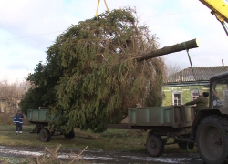 Таловскому райцентру отдали в дар главный символ Нового года