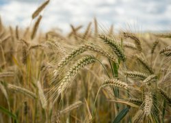 В Воронежской области аграрии собрали первый миллион тонн зерна