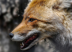 Советы воронежцам, как вести себя при встречах с дикими животными