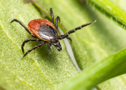 Жителей Воронежской области проинформировали о новом клещевом вирусе Хасеки