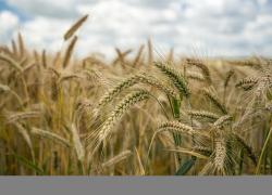 В Таловском районе завели дело на Воронежский аграрный научный центр