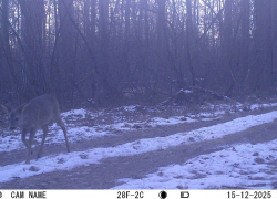 В Воронежском заповеднике любопытный косуленок попал в объектив фотоловушки
