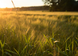 В Воронежскую область придёт по-настоящему летняя жара 